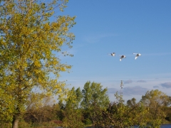 europejskie_dni_ptakow_1