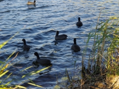 europejskie_dni_ptakow_2