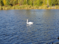 europejskie_dni_ptakow_3