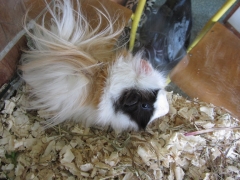 wystawy_szkolnych_hodowli_oraz_mineralow_4