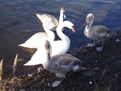 europejskie_dni_ptakow_2013_4