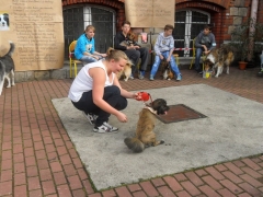 szkolna_wystawa_psow_10