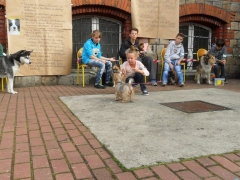 szkolna_wystawa_psow_5