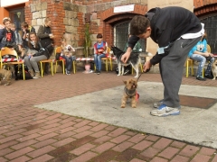 szkolna_wystawa_psow_6